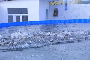 На создание рыбных хозяйств будут выделяться кредиты под 10% годовых