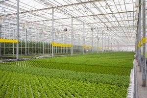 «Худудгазтаъминот» вводит временные ограничения на поставку газа теплицам