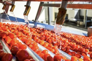 O‘mon kompaniyasi O‘zbekistonda pomidorni qayta ishlash korxonasini tashkil etishga qiziqish bildirmoqda