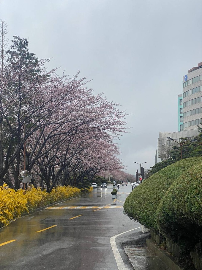 gks, grant, koreya, xorijda ta'lim