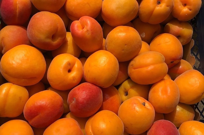 O‘zbekiston yangi o‘rik eksporti bo‘yicha dunyoda ikkinchi o‘ringa chiqishi mumkin — EastFruit