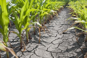 Suv tanqisligi 2030-yilga borib Markaziy Osiyoda qishloq xo‘jaligiga tahdid soladi — EastFruit