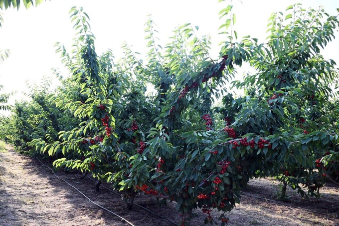 bog‘dorchilik, kumushkon, mehmon uyi, parkent, prezident, tadbirkorlik, toshkent viloyati, turizm