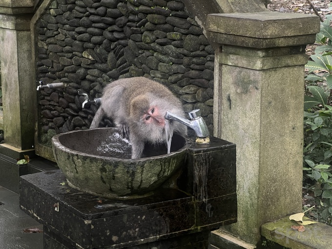 личный опыт путешествия, остров бали