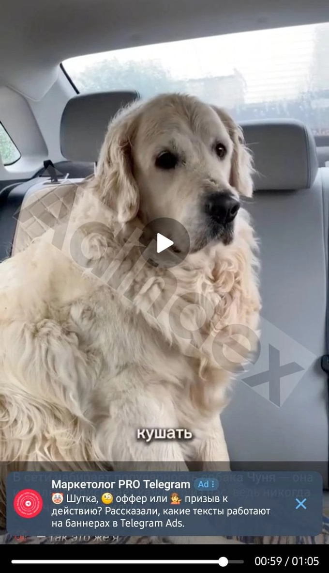 reklama, telegram, video