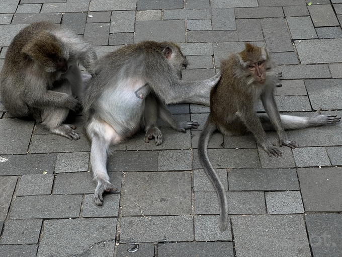 личный опыт путешествия, остров бали