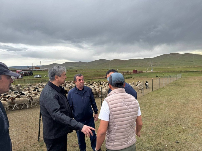 bayad, mayda shoxli mol, mo‘g‘uliston, qo‘y, chorvachilik