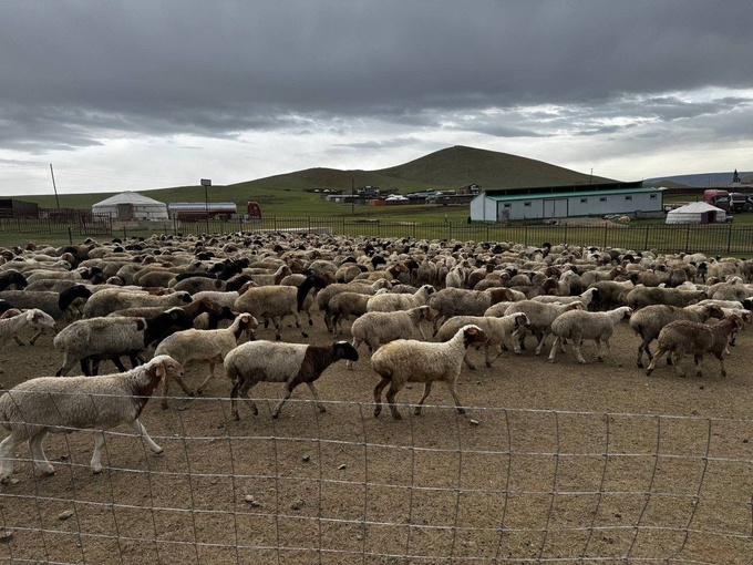 bayad, mayda shoxli mol, mo‘g‘uliston, qo‘y, chorvachilik