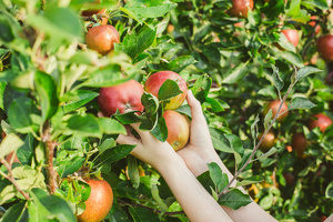 O‘zbekistonda joriy yilgi olma hosili kam bo‘lishi kutilmoqda — EastFruit