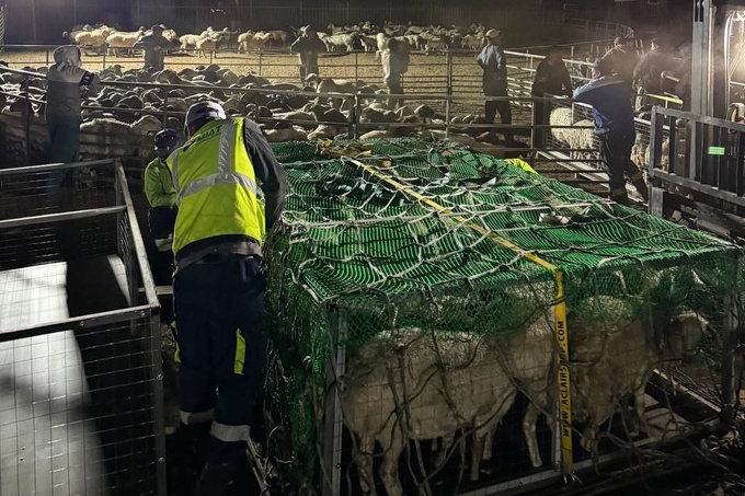 животноводство, монголия, овцы