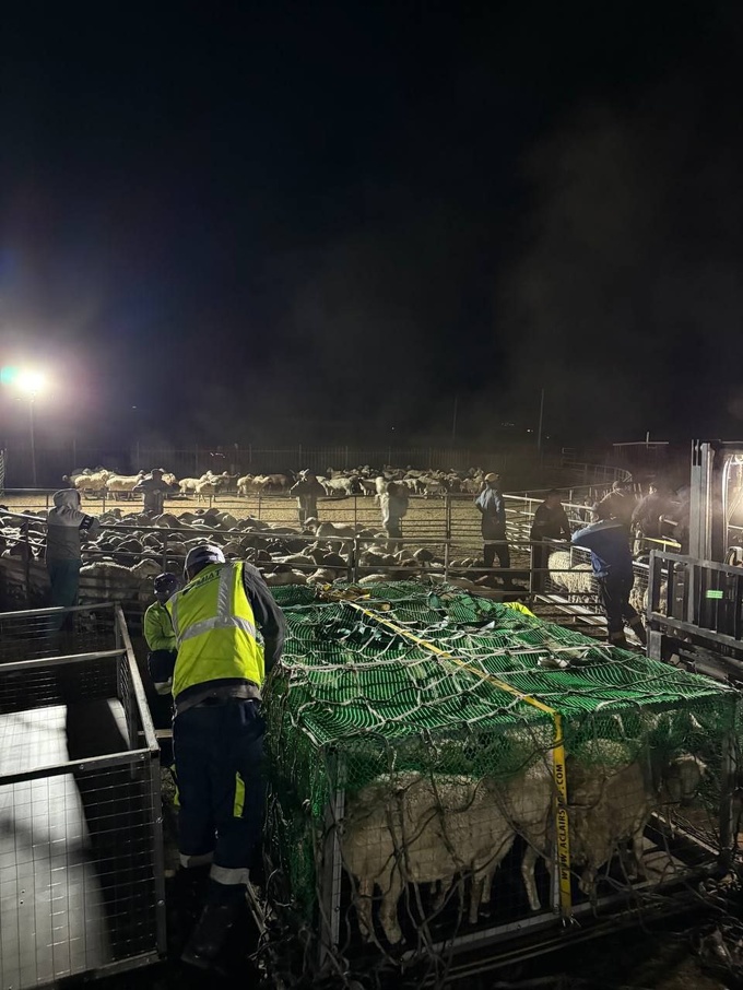 bayad, mayda shoxli mol, mo‘g‘uliston, qo‘y, chorvachilik