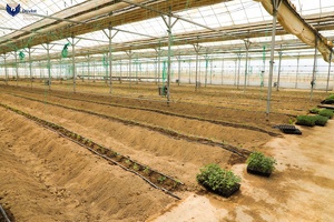 Свыше 120 га теплиц перешли банкам за долги — сенатор направил запрос Минсельхозу