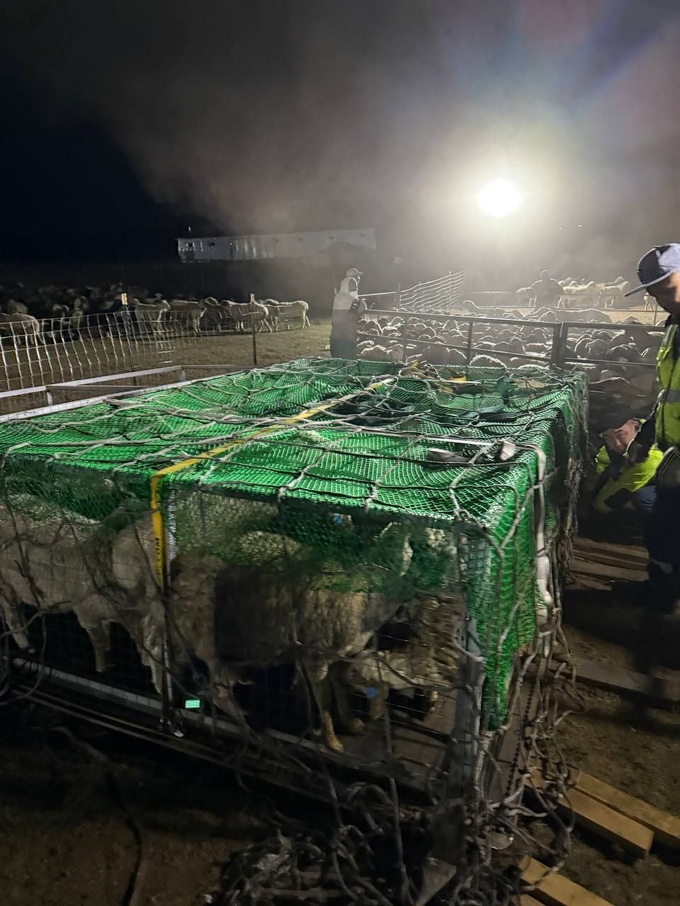 bayad, mayda shoxli mol, mo‘g‘uliston, qo‘y, chorvachilik