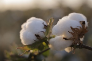 «Пустая ниша»: Узбекистан закупит 100 тыс. тонн хлопка из США для работы с мировыми брендами