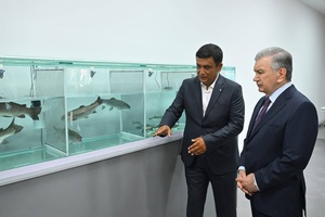 Prezident gulmohi balig‘i yetishtirishni mamlakat bo‘ylab ommalashtirishni topshirdi