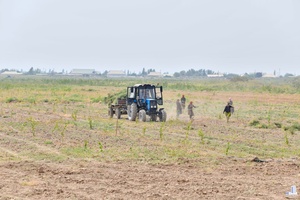 Отмена НДС на сельхозпродукцию затронет половину фермеров Узбекистана — Минсельхоз