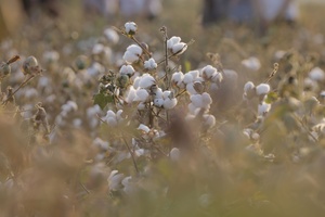 Для производителей хлопка и зерна введут рейтинг. Лучшие получат кредиты с низкими ставками