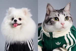 Adidas uy hayvonlari uchun kiyimlar kolleksiyasini taqdim etdi