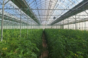 Мирзиёев поручил обеспечить бесперебойное газоснабжение теплиц в Ташкенте и пригородах