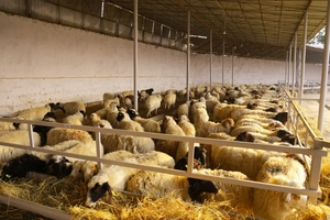 Узбекистан привлечет из-за рубежа $367 млн на развитие животноводства