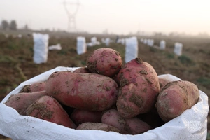 2026-yildan kartoshka yetishtiruvchilarga imtiyozli kredit beriladi, ayrim texnikalarga boj bekor qilinadi