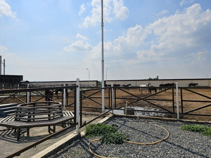 аукцион, животноводство, кварц, кони, ферганская область