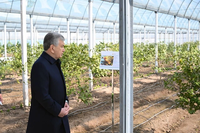 prezident, shavkat mirziyoyev, sitrus mevalar, surxondaryo, termiz, tomorqa, tropik mevalar