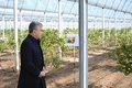 prezident, shavkat mirziyoyev, sitrus mevalar, surxondaryo, termiz, tomorqa, tropik mevalar