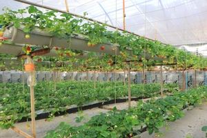 Земли бывших теплиц в Ташкенте и пригородах передадут под сады и пастбища