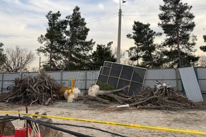 На стройплощадке отеля Ritz-Carlton в Ташкенте вырвали с корнем 12 ценных деревьев