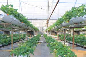 Для теплиц в Ташкенте и пригородах с 1 августа отключат подачу газа