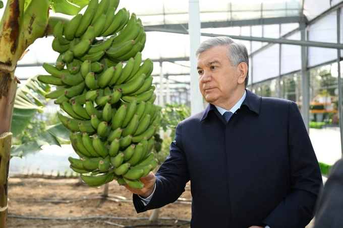 prezident, shavkat mirziyoyev, sitrus mevalar, surxondaryo, termiz, tomorqa, tropik mevalar
