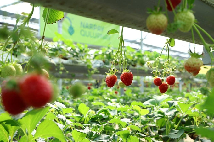 hyundai rotem, issiqxona, narpay, prezident, qulupnay, samarqand, shavkat mirziyoyev