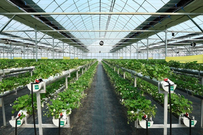 hyundai rotem, issiqxona, narpay, prezident, qulupnay, samarqand, shavkat mirziyoyev