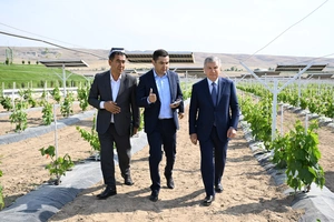Prezident Quvada agrovoltaika texnologiyasi joriy etilgan agromajmuani borib ko‘rdi
