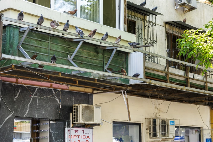 dodo pizza, вывески, динара исламова, ташкент