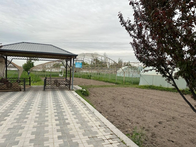 аукцион, сергели, ташкент, теплицы