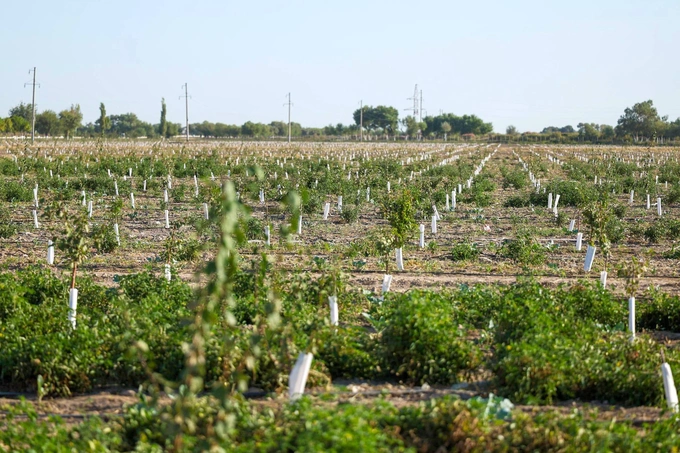 adm agro, intensiv bog‘lar, kegeyli, qoraqalpog‘iston
