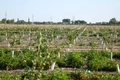 adm agro, intensiv bog‘lar, kegeyli, qoraqalpog‘iston